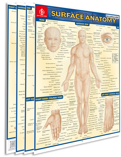 پوستر مطالعه سریع آناتومی سطوح - پوستر